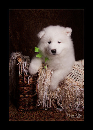 MaterxMayalitter2 Green Boy 6 Wks_2052