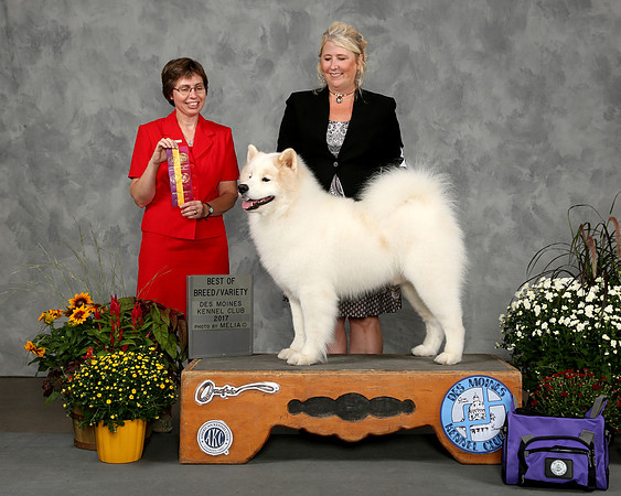 BOGIE BEST OF BREED 2017 DES MOINE KC