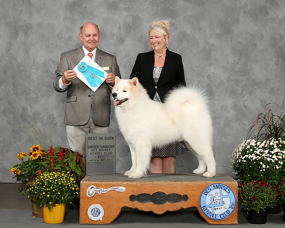 BOGIE OH BEST IN SHOW 2017 DES MOINE IOWA