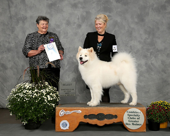 BOGIE SELECT 2017 SAMOYED CLUB OF IOWA