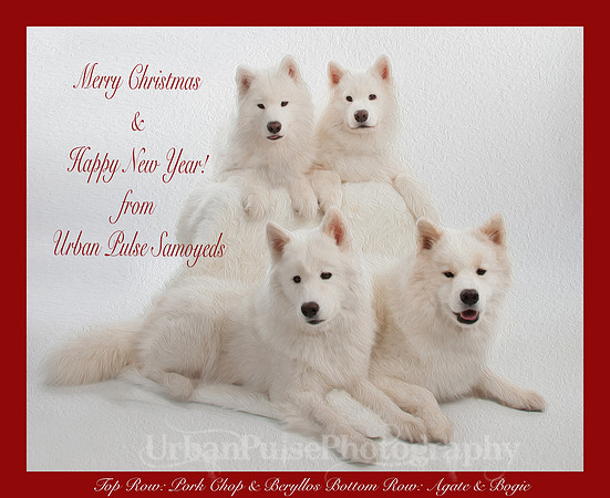 UrbanPulseSamoyeds_Holiday Card_12202015-9378