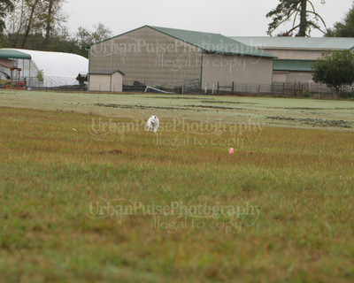 SCA2016_LURE COURSING-7373