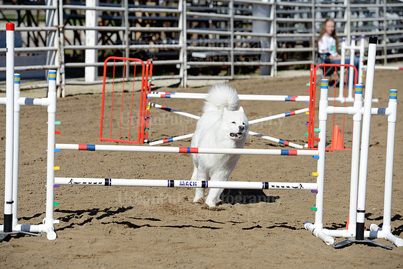 AGILITY-1985