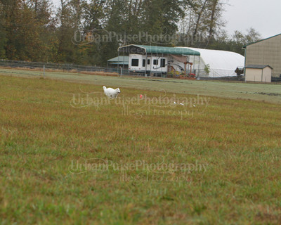 SCA2016_LURE COURSING-7780