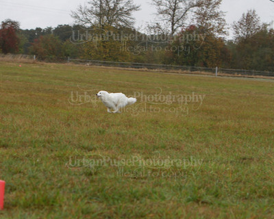 SCA2016_LURE COURSING-7675