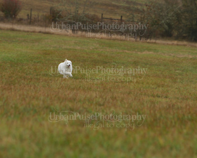 SCA2016_LURE COURSING-7710