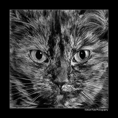 Cricket_7894