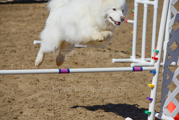 AGILITY-2287