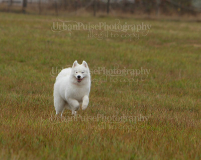 SCA2016_LURE COURSING-7745