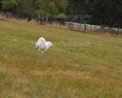 SCA2016_LURE COURSING-7551