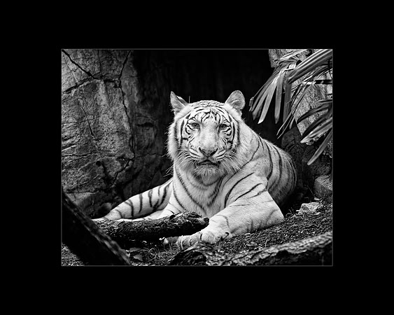 Bengal Tiger bw_1802