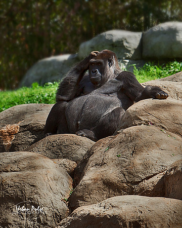 Gorilla_Atlanta GA_8080