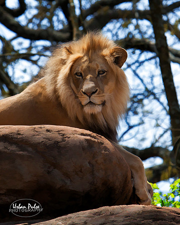 Lion_Atlanta GA_8160