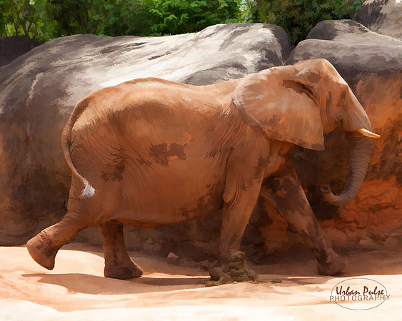 Elephant_Atlanta GA_8141