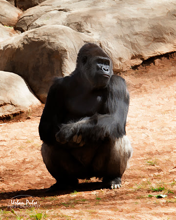 Gorilla_Atlanta GA_8082