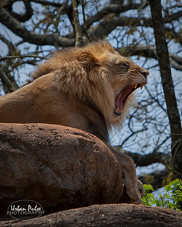 Lion_Atlanta GA_8170