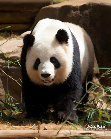 Panda_Atlanta GA_8114