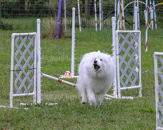 AGILITY-1988