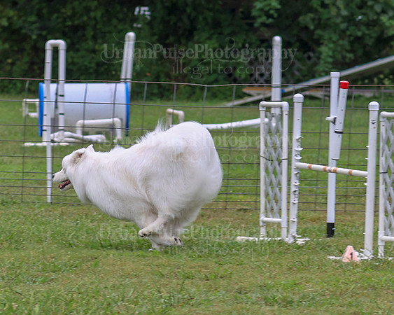 AGILITY-1994