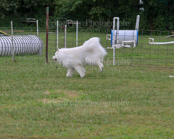 AGILITY-1995