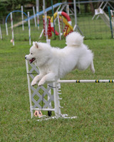 2023 SCA AGILITY FAST (EX/MASTER, OPEN, NOVICE)