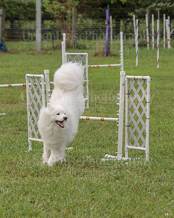 AGILITY-2066