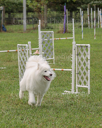 AGILITY-2067