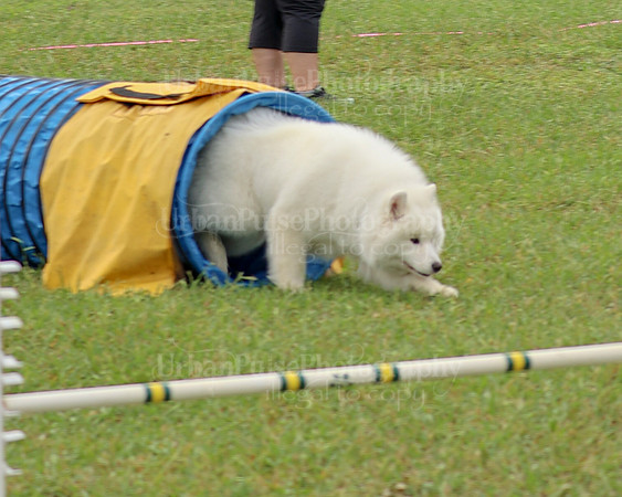 AGILITY-2080