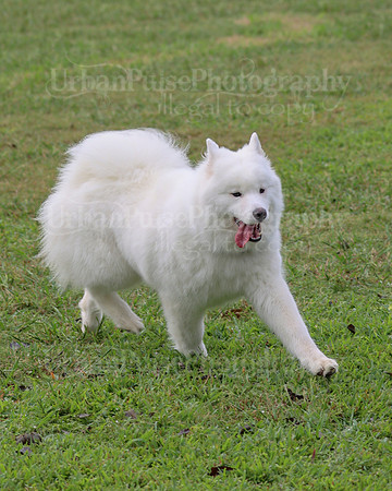 AGILITY-2094
