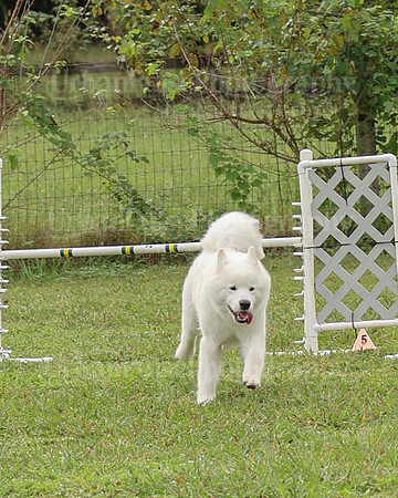 AGILITY-2110