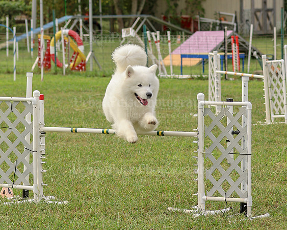 AGILITY-2131