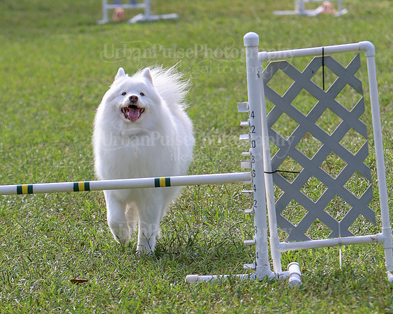 AGILITY-2154