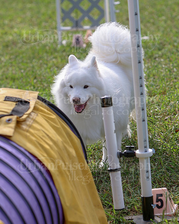 AGILITY-2157