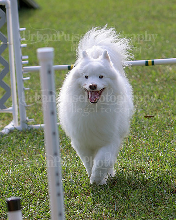 AGILITY-2156