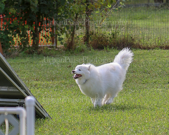 AGILITY-2168