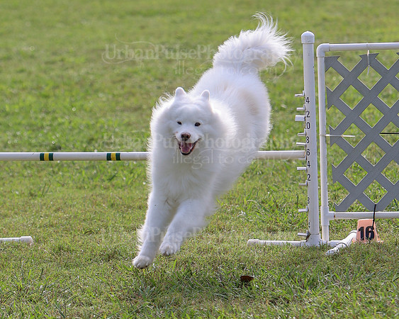 AGILITY-2173