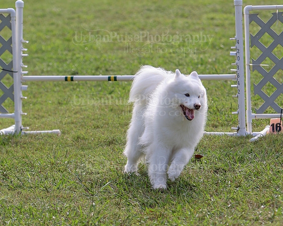 AGILITY-2174
