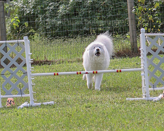 AGILITY-2181