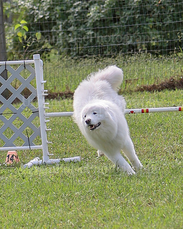 AGILITY-2184