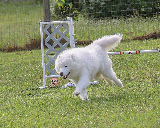 AGILITY-2185