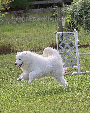 AGILITY-2186