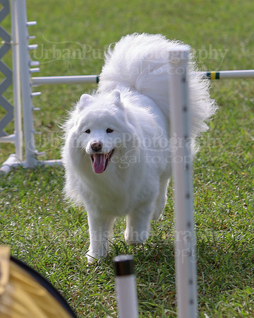 AGILITY-2195