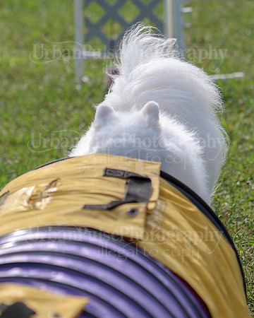 AGILITY-2196