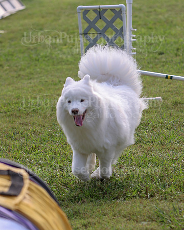 AGILITY-2208