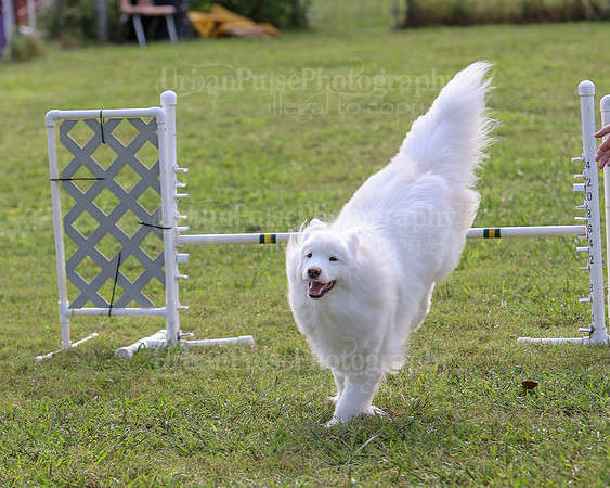 AGILITY-2207