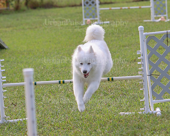 AGILITY-2211