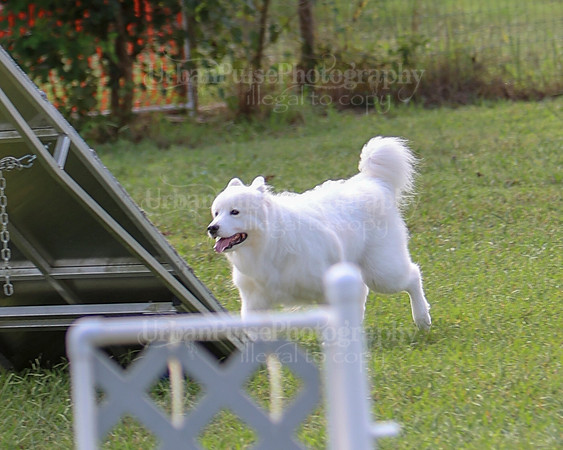 AGILITY-2219
