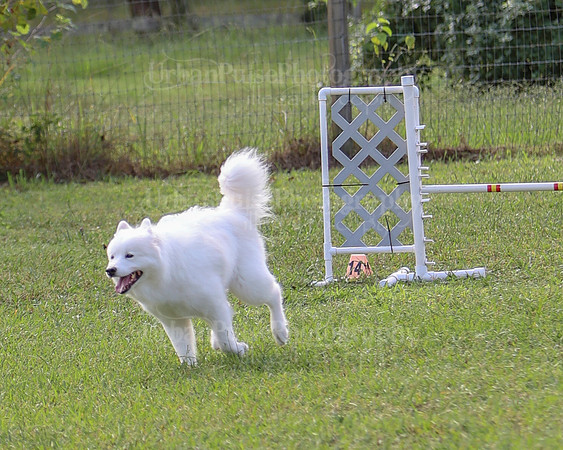 AGILITY-2218