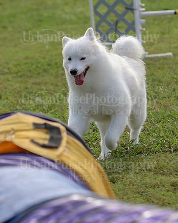 AGILITY-2227