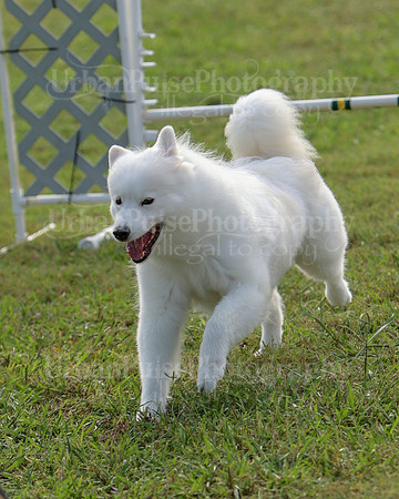 AGILITY-2226